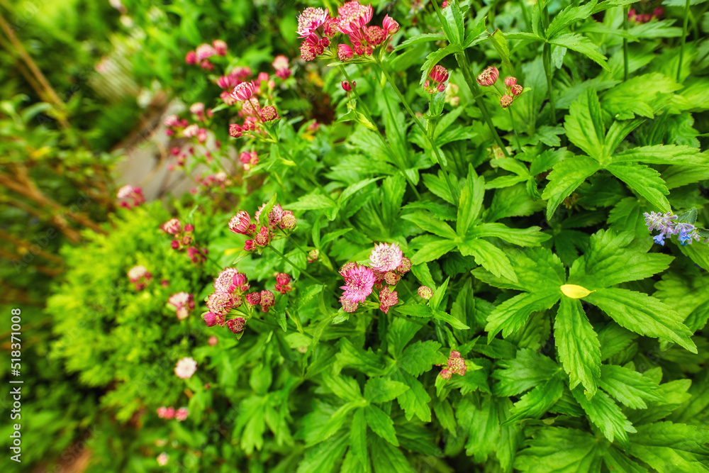 Green bush with bright colorful flowers blooming on a beautiful spring day. Lush and vibrant plants blossoming outdoors in a garden or in nature. Magnificent foliage growing in a yard in summer Green bush with bright colorful flowers blooming on a beautiful spring day. Lush and vibrant plants blossoming outdoors in a garden or in nature. Magnificent foliage growing in a yard in summer