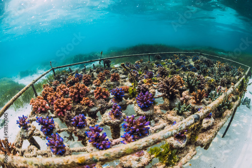 Underwater scene with corals in tropical blue ocean