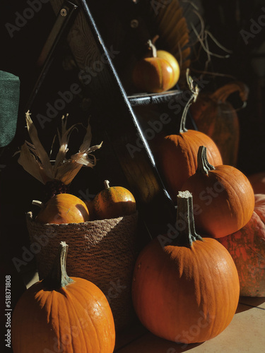 Fresh orange pumpkins in sunlight photo