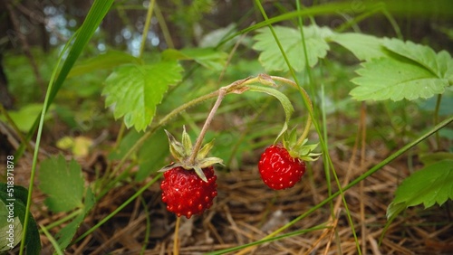 Raw and organic superfood ingredients for a healthy diet. Seasonal harvest. Strawberries in a pine forest. Strawberries close-up in the forest. Wild organic strawberries in the forest.