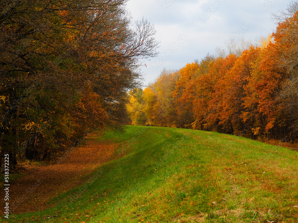 Fototapeta premium Autumn in the forest