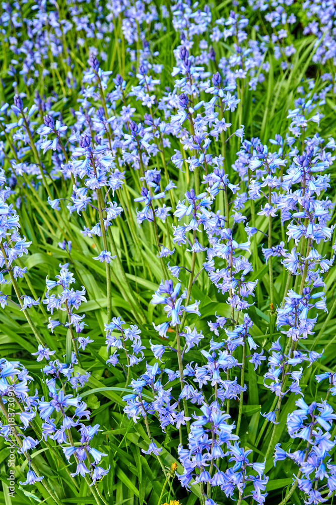 Fototapeta premium Spanish bluebell flowers, a species of Hyacinthoides, blooming and blossoming in a field or botanical garden outside. Wild flowering plants thriving outdoors in a landscaped garden from above