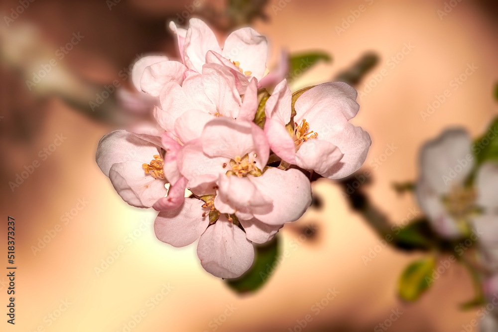 Colorful pink flowers growing in a garden. Closeup of beautiful japanese quince or chaenomeles japonica from the rose species with vibrant petals blooming and blossoming in nature during spring Colorful pink flowers growing in a garden. Closeup of beautiful japanese quince or chaenomeles japonica from the rose species with vibrant petals blooming and blossoming in nature during spring