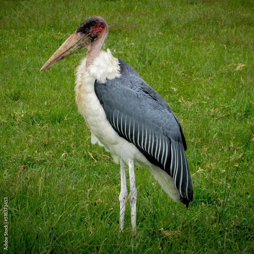 The marabou stork (Leptoptilos crumenifer)
