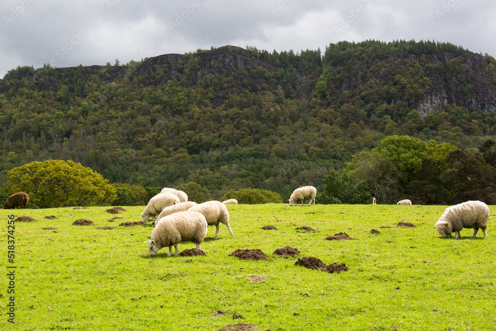 Grazing sheep Grazing sheep