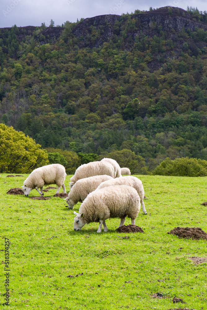 Grazing sheep Grazing sheep
