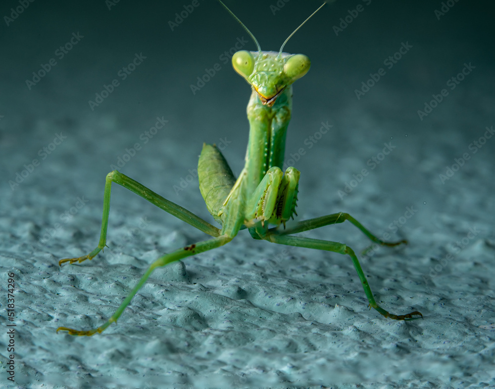 Observant Green Praying Mantis Clinging to Wall