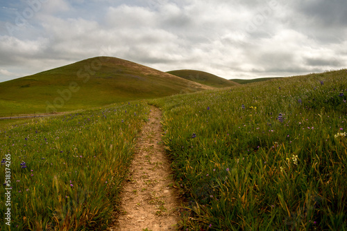 Panoramic view of a pasture in Fairfield, California, USA, featuring the green, invasive grass that only lasts a few weeks in the winter through early spring photo