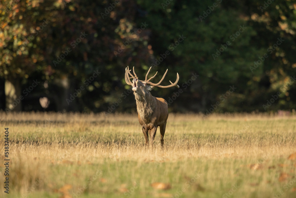 Naklejka premium Close up of a red deer stag Cervus elaphus calling during rutting season in autumn, UK.