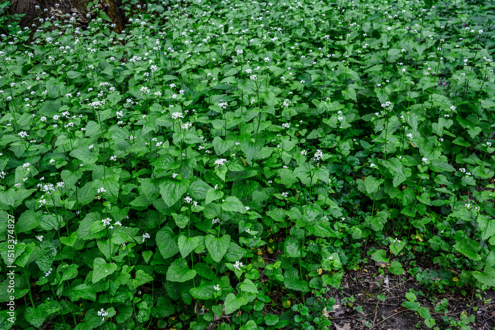 Alliaria petiolata, or garlic mustard .