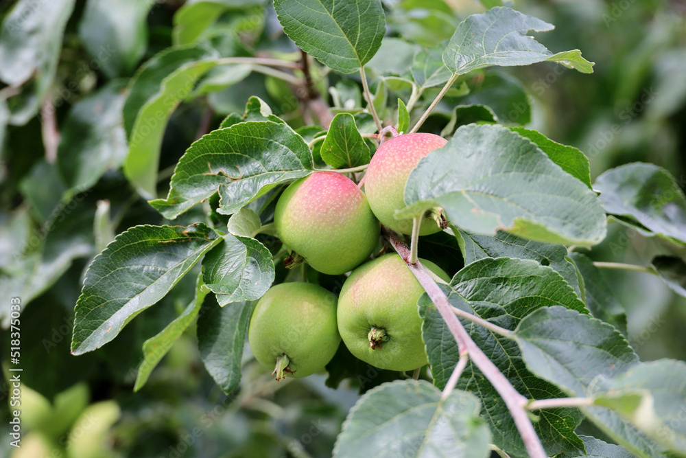 Apples growing on a tree in garden. Ripening fruits hanging on branch with leaves in summer Apples growing on a tree in garden. Ripening fruits hanging on branch with leaves in summer