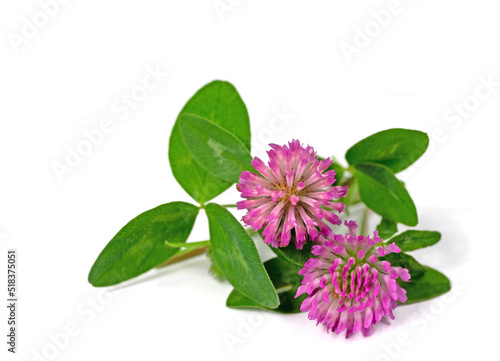 Rotklee, Trifolium pratense, isoliert vor weißem Hintergrund