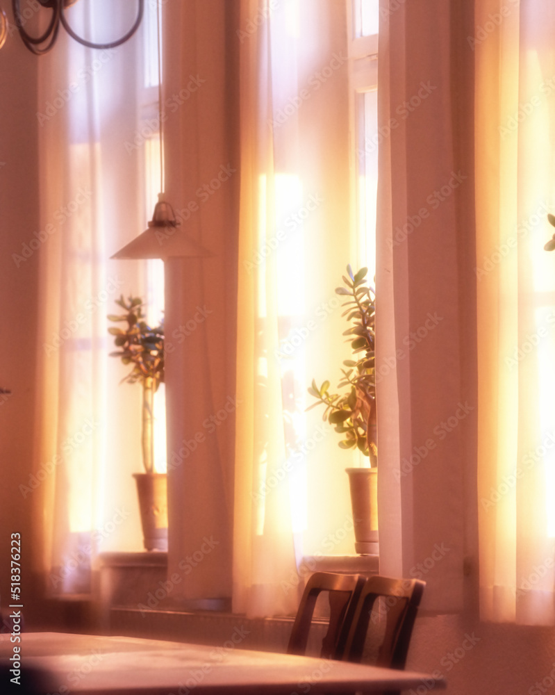 Oldwindow. Interior plant decoration in a cosy, sunlit home. Decorative branches and leaves adding zen and beauty. Two Bonsai Trees neatly arranged on a Windowsill against sunlight on curtains.