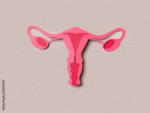 Female reproductive system photo