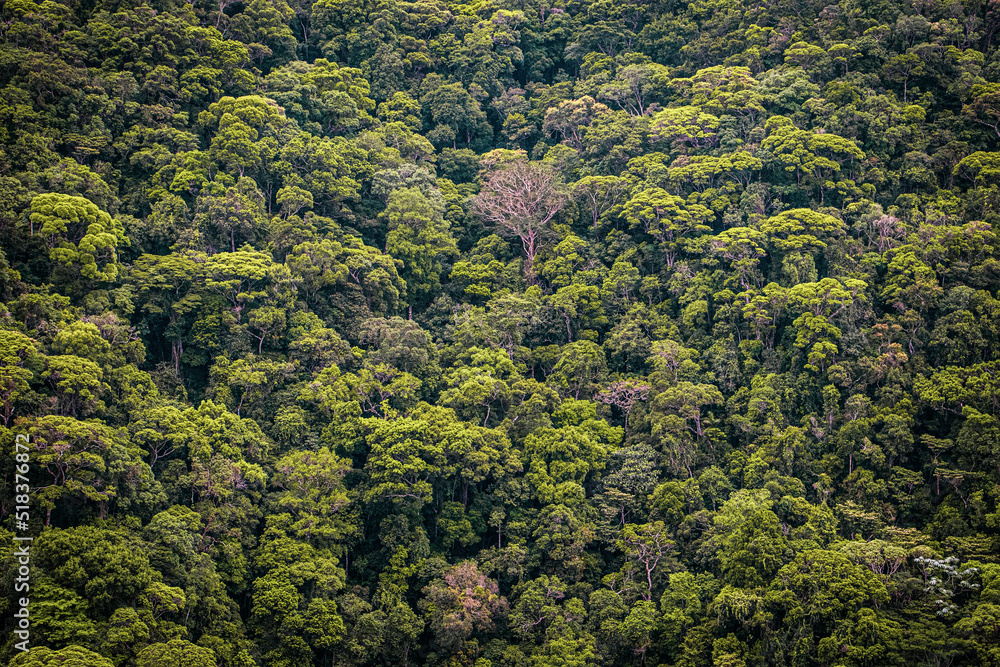 texture of green trees in the forest