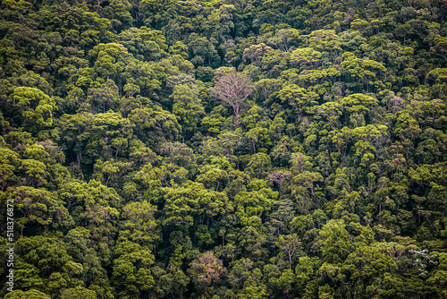 texture of green trees in the forest