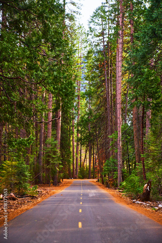 Vertical of beautiful pine tree forest with paved road down center