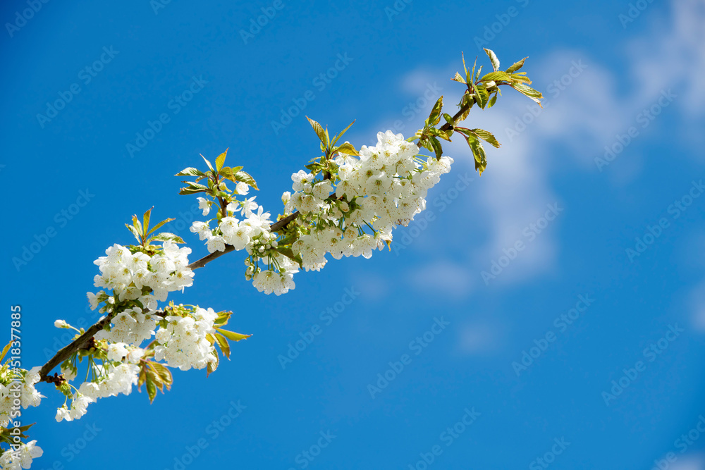 Closeup of Sweet Cherry blossoms on a branch against a blue sky background. Small white flowers growing in a peaceful forest with copy space. Macro details of floral patterns and textures