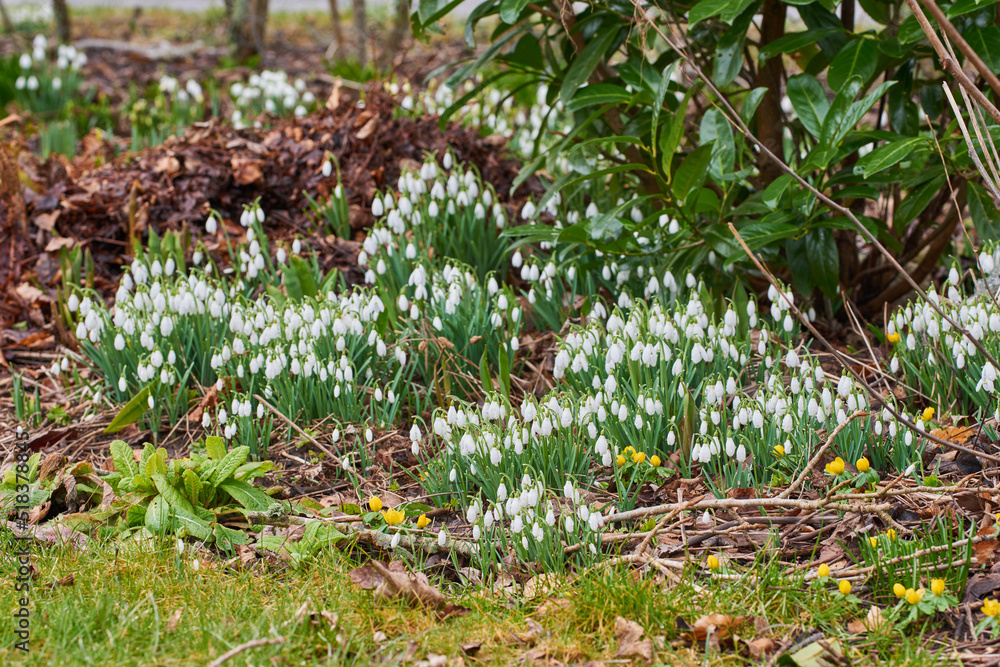 Closeup of beautiful white Snowdrops in nature . Zoom in on seasonal flowers growing in a peaceful field or forest. Macro details, texture and natural pattern of blossom in relaxing, quiet woods Closeup of beautiful white Snowdrops in nature . Zoom in on seasonal flowers growing in a peaceful field or forest. Macro details, texture and natural pattern of blossom in relaxing, quiet woods