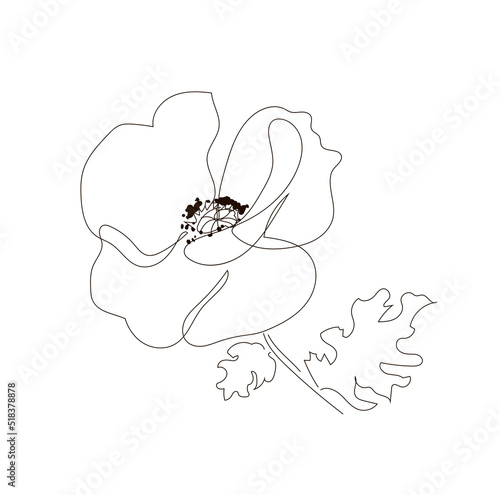 Illustration of a poppy with two leaves. Blossoming poppy with seeds in the style of one continuous line. Summer flower. Vector illustration, isolated on white background