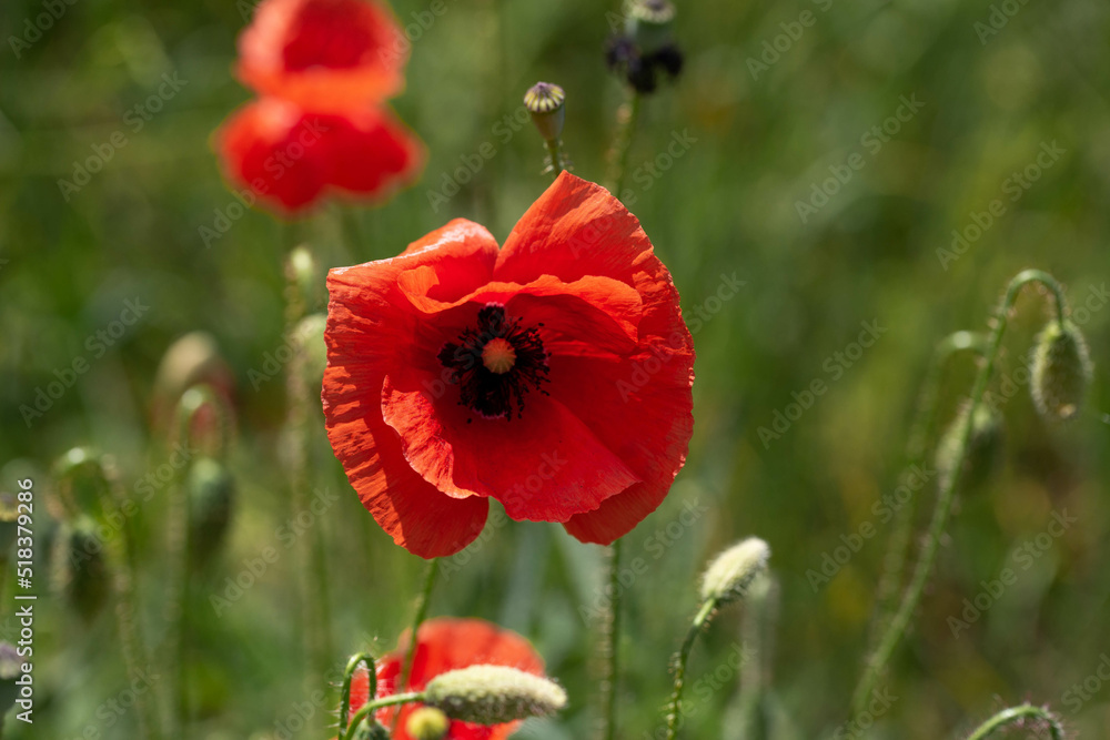 Fototapeta premium red poppy petal field wildflowers flower spring plant grass