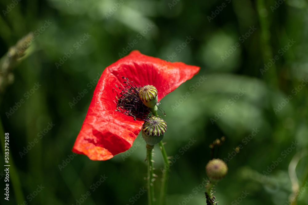 Obraz premium red poppy petal field wildflowers flower spring sky