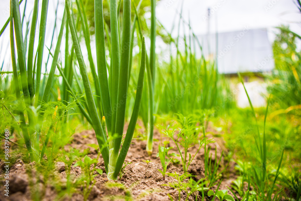 Onion crops planted in soil get ripe under sun. Cultivated land close up with sprout. Agriculture plant growing in bed row. Green natural food crop Onion crops planted in soil get ripe under sun. Cultivated land close up with sprout. Agriculture plant growing in bed row. Green natural food crop