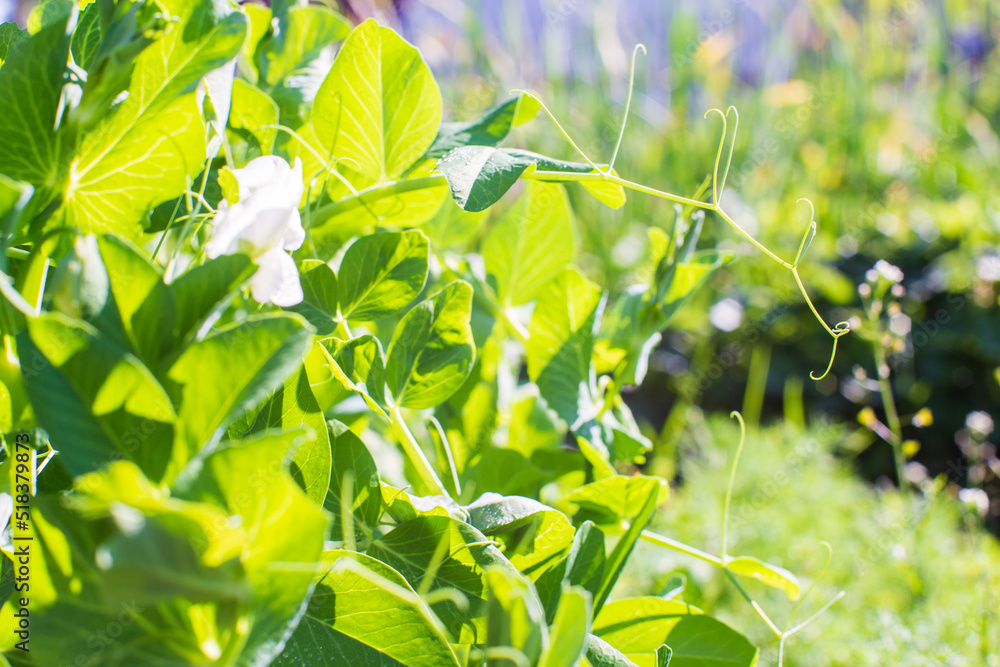 Pea crops planted in soil get ripe under sun. Cultivated land close up with sprout. Agriculture plant growing in bed row. Green natural food crop Pea crops planted in soil get ripe under sun. Cultivated land close up with sprout. Agriculture plant growing in bed row. Green natural food crop