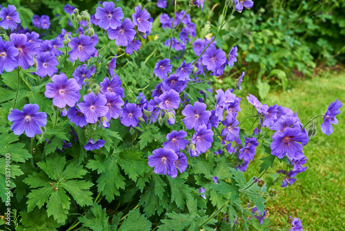 Fototapeta Naklejka Na Ścianę i Meble -  Cluster of beautiful purple blue flowers common name cranesbill of Geraniaceae family, growing in a meadow. Geranium Johnson Blue perennial blooms with blue petals in vibrant natural green garden