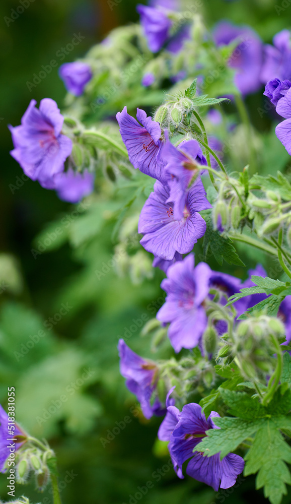 Himalayan cranesbill flowers, a species of geraniums growing in a field or botanical garden. Plants with vibrant leaves and violet petals blooming and blossoming in spring in a lush environment