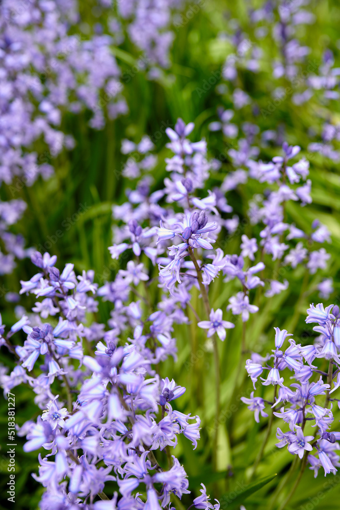 Vibrant Bluebell flowers growing in a garden on a spring day. Closeup detail of beautiful purple plants blooming in a bright green bush outdoors in a park. Colorful foliage blossoming outside Vibrant Bluebell flowers growing in a garden on a spring day. Closeup detail of beautiful purple plants blooming in a bright green bush outdoors in a park. Colorful foliage blossoming outside