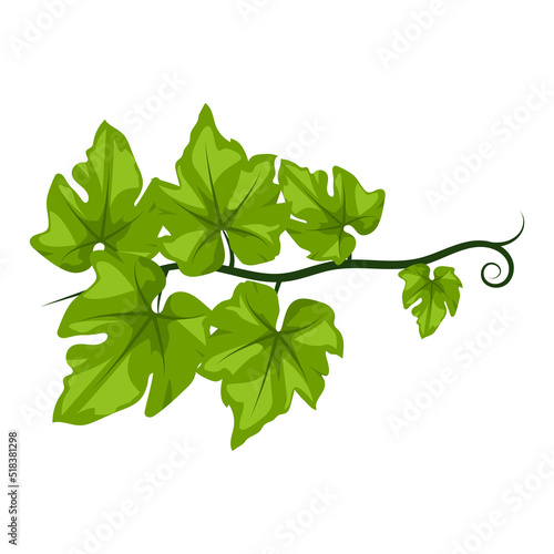 branch with green leaves. liana with foliage.