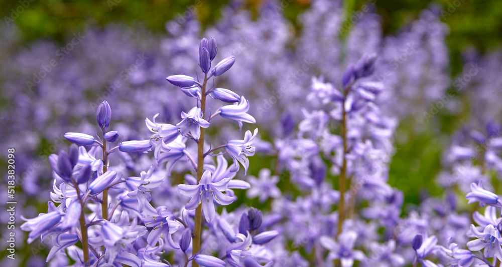 Obraz premium Bluebell scilla siberica flowers, a species of geraniums growing in a field or botanical garden. Plants with vibrant leaves and violet petals blooming and blossoming in spring in a lush environment