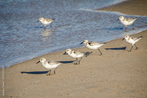 Sandpipers at the Beach