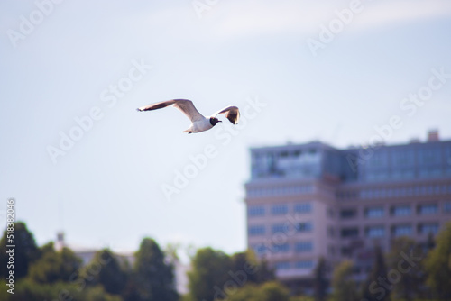 Seagull close-up flies against the background of Nizhny Novgorod