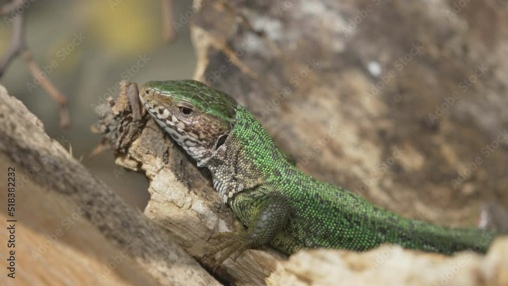 Close-up portrait of green lizard (Lacerta viridis) female basking on a wood log Close-up portrait of green lizard (Lacerta viridis) female basking on a wood log