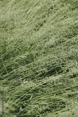 Lush perennial ryegrass growing on wild field photo