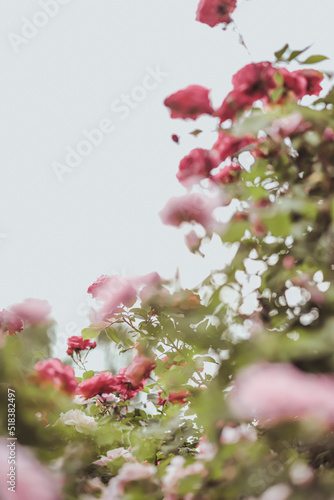 Green bush with profuse blooming of pink roses photo