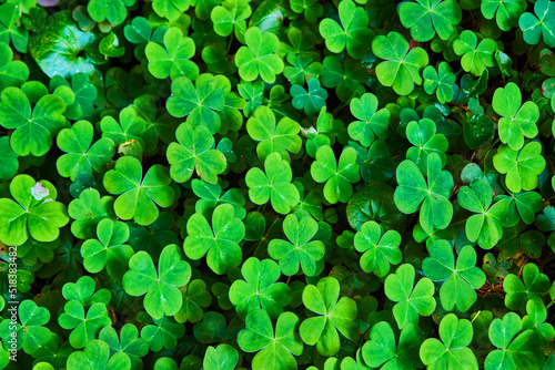 Vibrant green clovers cover forest floor up close