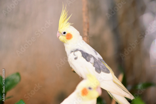 small wild bird cockatiel with yellow feathers on the head  macro photography with blur