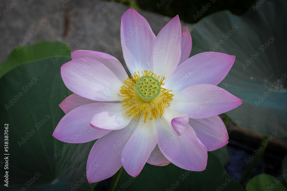 Lotus flower in Boboli botanical garden, Florence Lotus flower in Boboli botanical garden, Florence