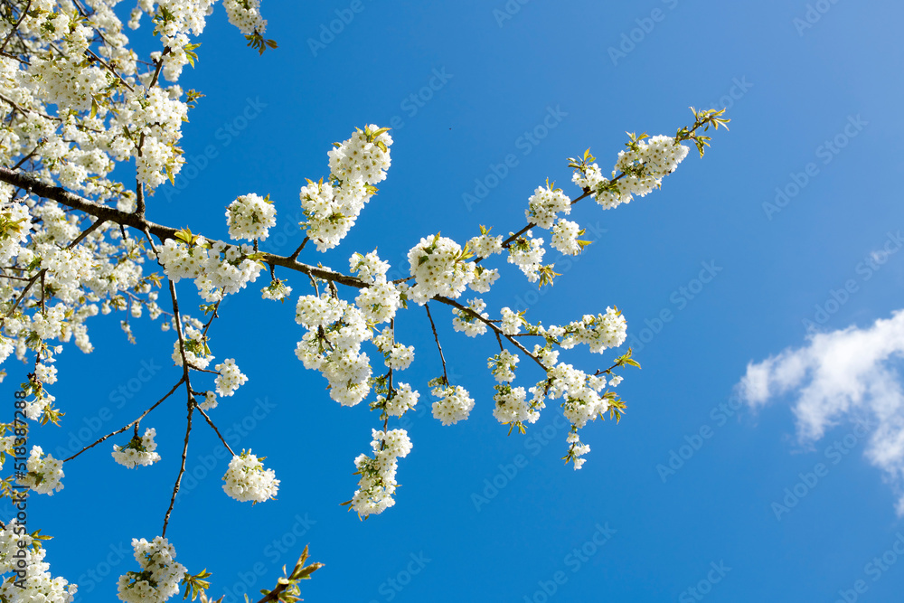 Cherry flowers on a branch in a quiet garden against a sky background on a sunny day. White flowers blooming in peaceful nature, sustainable ecology in the countryside. Serene flowers in nature