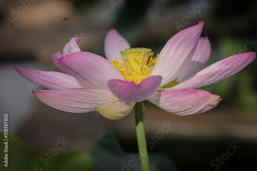 Lotus flower in Boboli botanical garden  Florence 