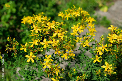 St. John's wort, close-up as a texture for the background © Людмила Даценко