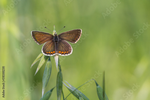 Motyl modraszek agestis na zielonym tle