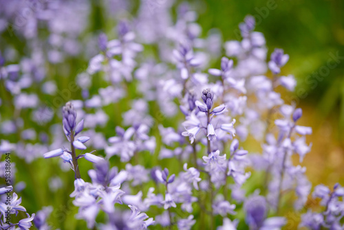 Closeup of common bluebell flowers growing and flowering on green stems in remote field, meadow or home garden. Textured detail of backyard blue kent bell or campanula plants blossoming and blooming