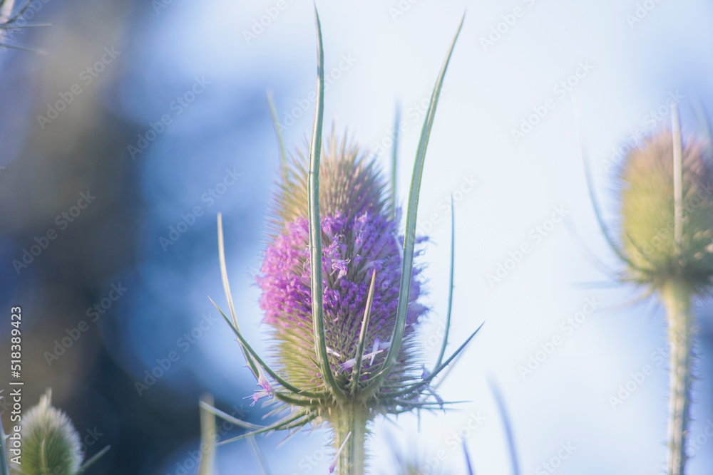 Flowering umbel of wild teasel with purple colored buds - obrazy, fototapety, plakaty 