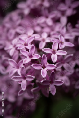 Close Up Of Lilac Flowers