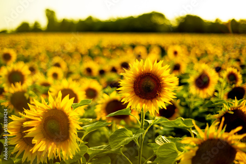 sunflower field in summer at sunset