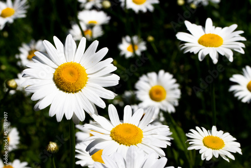 Daisies In A Field